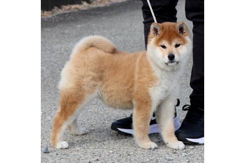 成約済の愛知県の柴犬-370264の4枚目